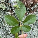 Handroanthus chrysotrichus Lapas