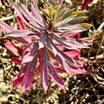 Euphorbia portlandica Blad