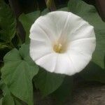 Convolvulus arvensisപുഷ്പം