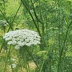 Visnaga daucoides Flor