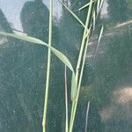 Avena barbata Leaf