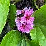 Bergenia crassifolia 花