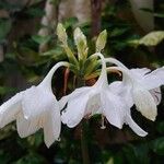 Urceolina amazonica Virág