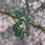 Acacia ehrenbergiana 叶