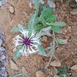 Centaurea lugdunensis Floro