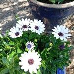 Dimorphotheca jucunda Çiçek