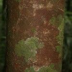 Aniba parviflora Кора