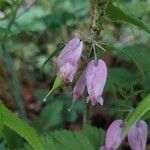 Dicentra eximia Blüte