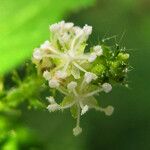 Croton hirtus Flower