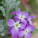 Matthiola tricuspidata Flower