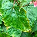 Begonia formosana Leaf