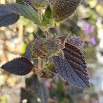 Lantana montevidensis Лист