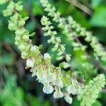 Teucrium scorodoniaFlor