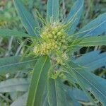 Senecio cacaliaster फूल