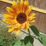 Helianthus annuusКветка