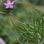 Phemeranthus rugospermus Habit