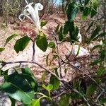 Humbertioturraea malifolia Flor