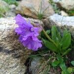 Primula glutinosa Blomst