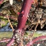 Rubus discolor Bark