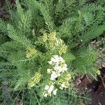 Achillea crithmifolia Кветка