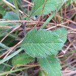 Scabiosa columbaria Leaf