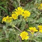 Senecio vernalis Habit