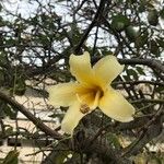 Ceiba chodatii Flower