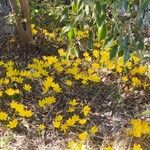 Sternbergia luteaFlower