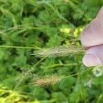 Hordeum secalinum Flower
