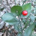 Ruscus aculeatus Fruto