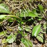 Globularia bisnagarica Frunză