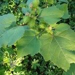 Xanthium orientale ഫലം