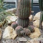 Ferocactus emoryi Lehti