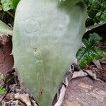 Agave salmianaLeaf