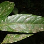 Ocotea dendrodaphne Leaf