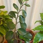 Peperomia rotundifoliaЛисток