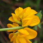 Hippocrepis scorpioides Çiçek