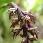 Bulbophyllum incurvum 花