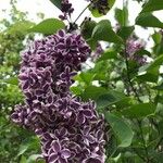 Syringa vulgarisFlor