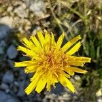 Gelasia hirsuta Flower