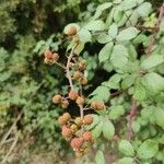 Rubus ulmifolius Owoc