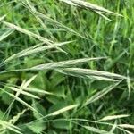 Ceratochloa carinata Flower