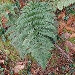 Dryopteris dilatata Blatt