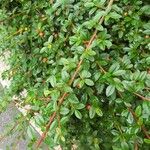 Cotoneaster integrifolius Blad