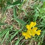 Lathyrus pratensis Leaf