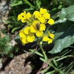 Erysimum rhaeticum Flower