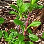 Cerastium holosteoides Leaf