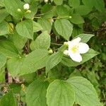 Philadelphus inodorus Blad