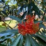 Alloxylon flammeum Flower