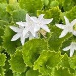 Campanula garganica Blomma